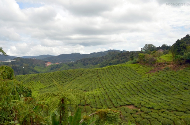 Malezja, Cameron Highlands, pola herbaty na zboczu góry Gunung Brinchang