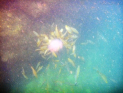 Tajlandia, Krabi, meduza atakowana przez ryby