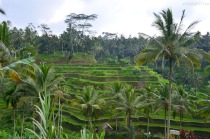 Indonezja, wyspa Bali, tarasy ryżowe