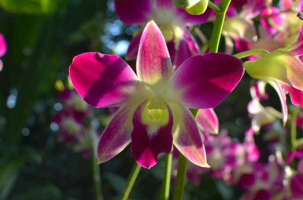 Singapur, Botanic Garden (Ogrody botaniczne), National Orchid Garden (Narodowy Ogród Orchidei)